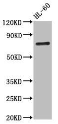 CAST Antibody