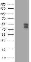 CAST Antibody
