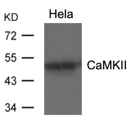 CAMK2A Antibody