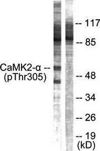 CaMK2α/β/δ (Phospho-Thr305) Antibody