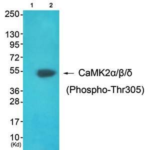 CaMK2α/β/δ (Phospho-Thr305) Antibody