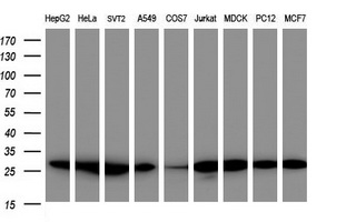 CAMLG Antibody