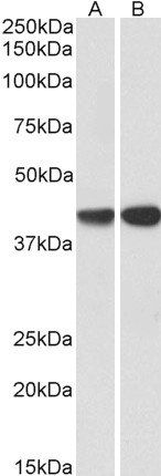 CAPG (aa205-217) Antibody