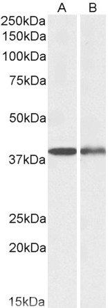 CAPG (aa205-217) Antibody