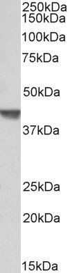 CAPG (aa205-217) Antibody