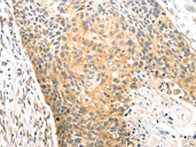 CAPN1 Antibody