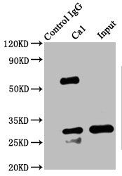 CA1 Antibody