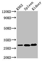 CA1 Antibody