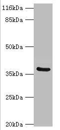 CA12 Antibody