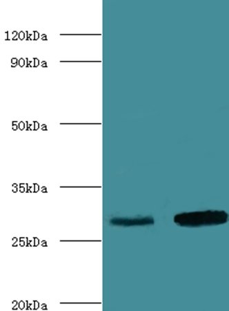 Ca1 Antibody (HRP)