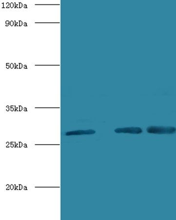 CA1 Antibody