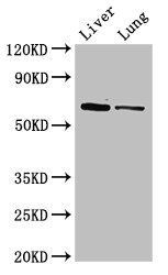 Ces1c Antibody (Biotin)