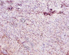 Ces1c Antibody