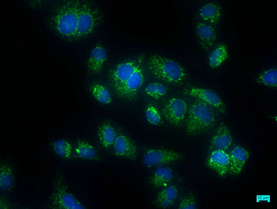 CARD16 Antibody