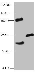 TNNI3 Antibody