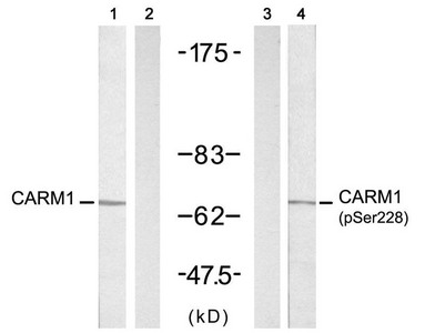 CARM1 Antibody