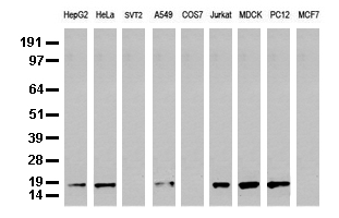 CAS9 Antibody