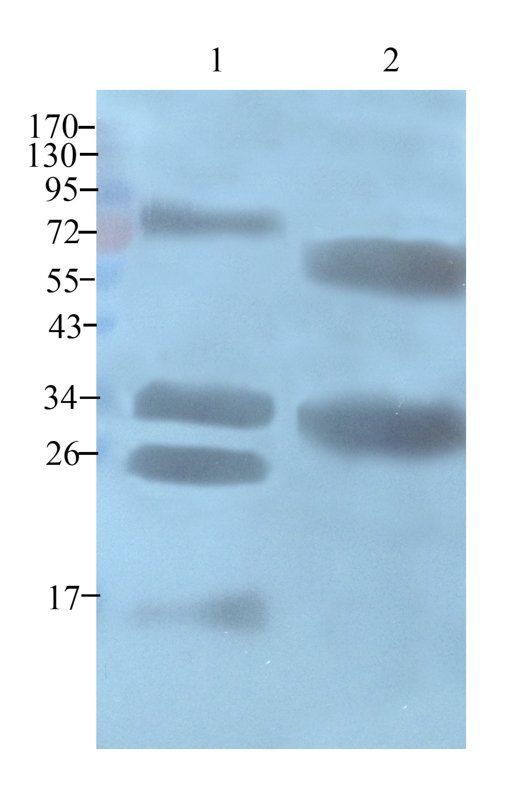 Casein Rabbit Polyclonal Antibody