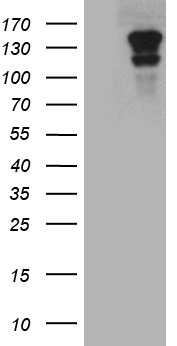 CASKIN2 Antibody