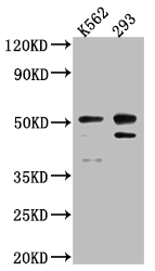 CASP2 Antibody