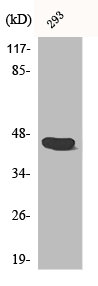 CASP1 Antibody