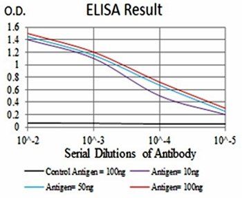CASP3 Antibody