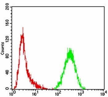 CASP3 Antibody
