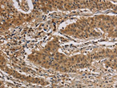 CASP3 Antibody