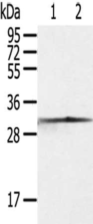 CASP3 Antibody