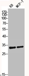 CASP3 Antibody