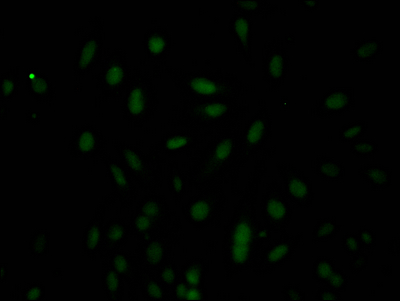 CASP3 Antibody