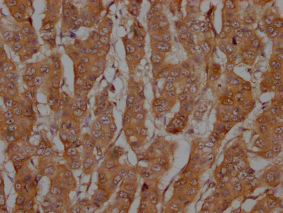 CASP3 Antibody
