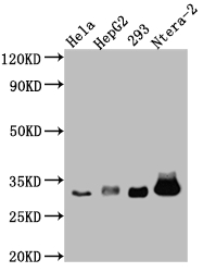 CASP3 Antibody