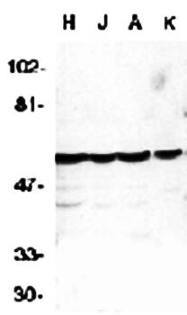 Caspase0 Antibody