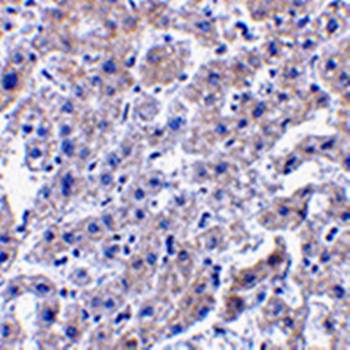 Caspase4 Antibody