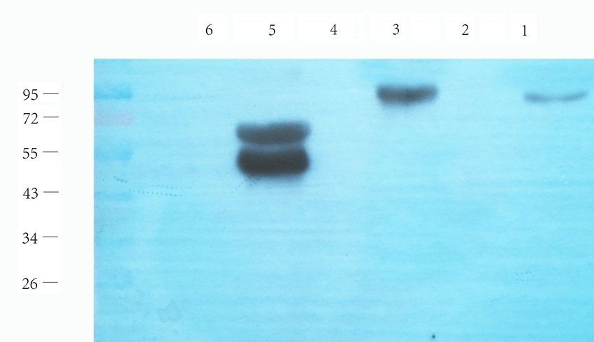 Caspase 3 Rabbit Polyclonal Antibody