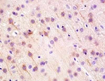 Caspr2 Rabbit Polyclonal Antibody