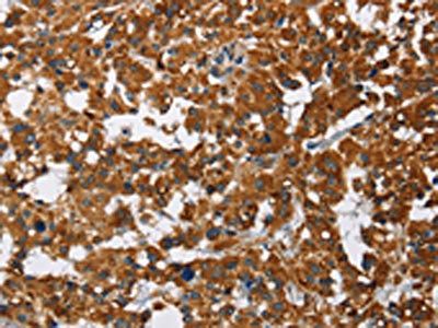 CAT Antibody