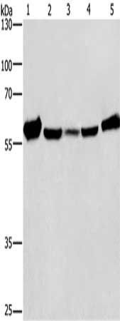 CAT Antibody