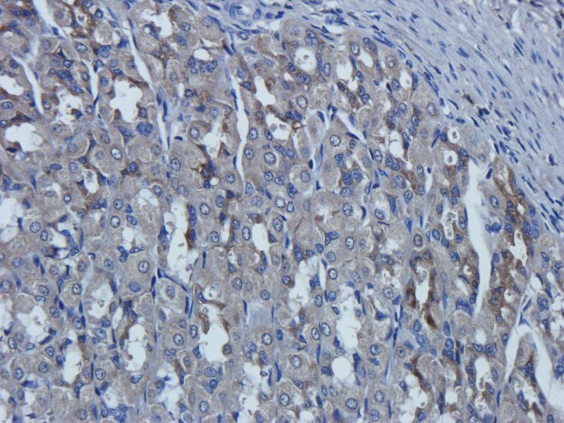 Cathepsin G antibody