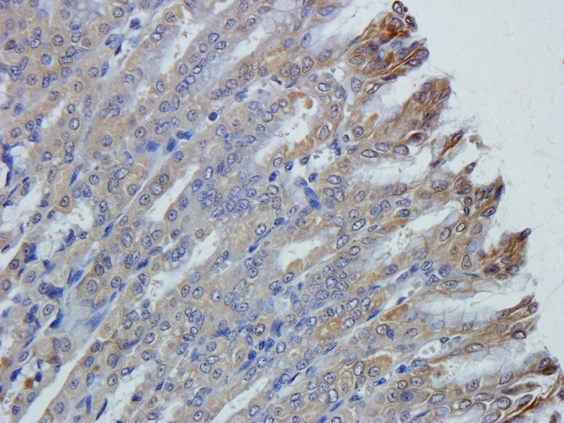 Cathepsin G antibody