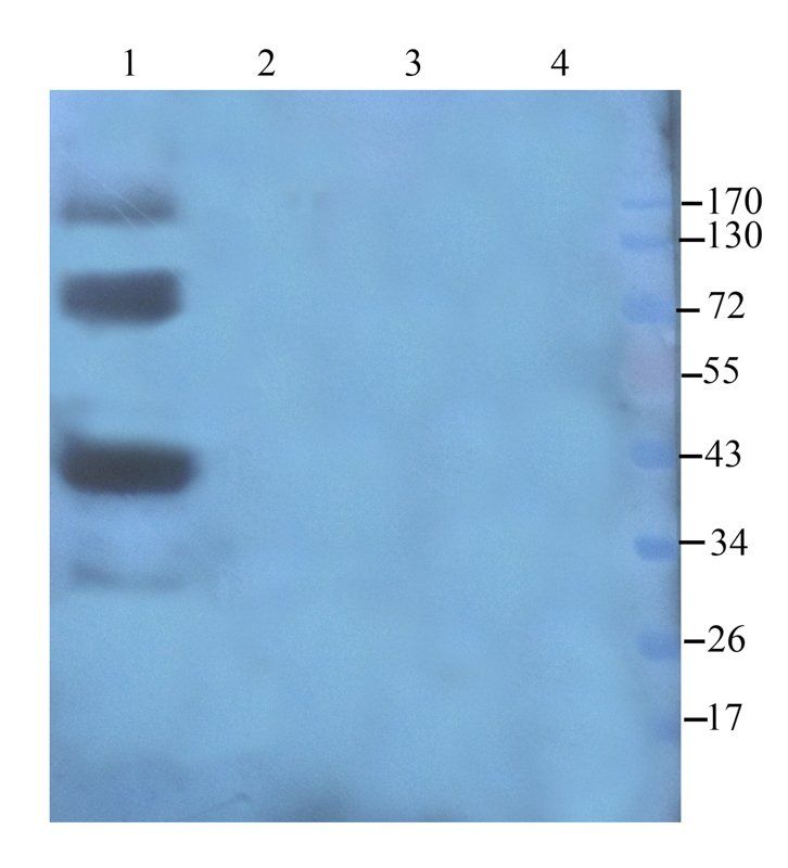 Cathepsin G antibody