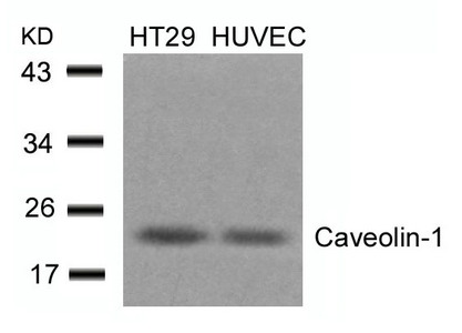 CAV1 Antibody
