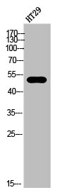 CNR1 Antibody