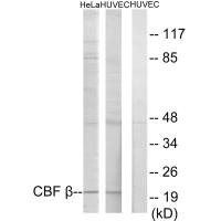 CBFB Antibody