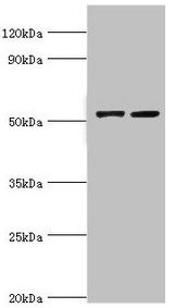 CBLC Antibody