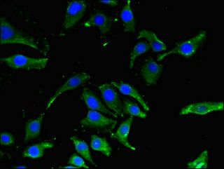 CBR1 Antibody