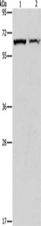 CBS Antibody