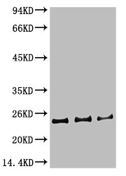 CBX5 Antibody