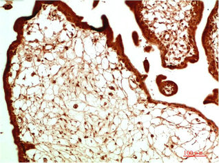 CBX5 Antibody